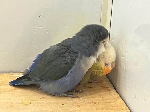 日本・大阪府「大阪旅行」の写真