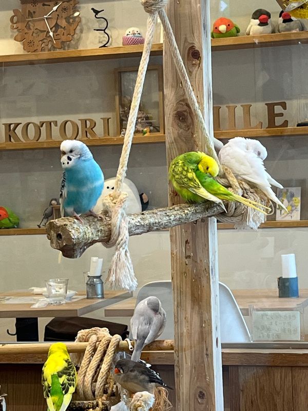 日本・大阪府「大阪旅行」の写真