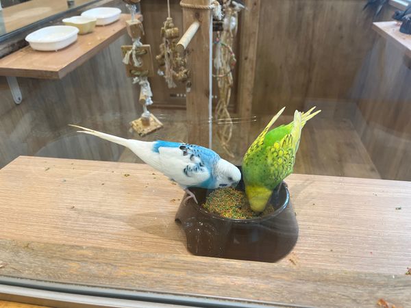 日本・大阪府「大阪旅行」の写真