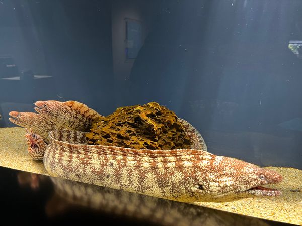 日本・静岡市「静岡駅」の写真