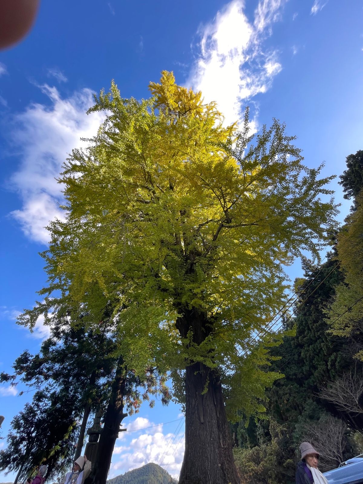 イチョウやモミジが、きれいだし大銀杏はでか〜い