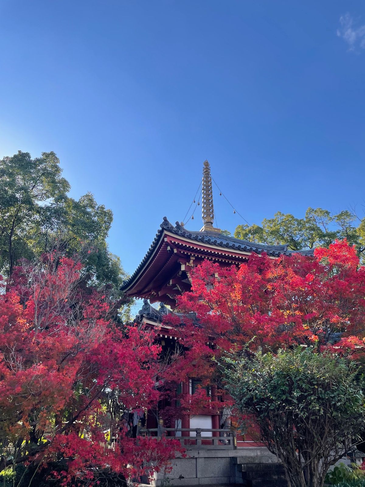 イチョウやモミジが、きれいだし大銀杏はでか〜い