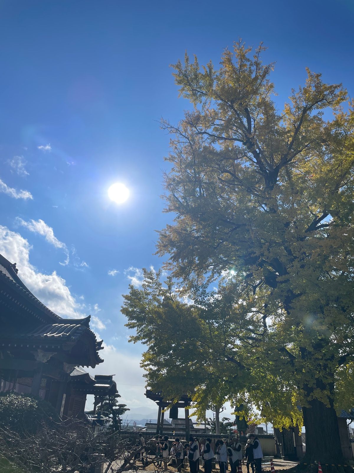 イチョウやモミジが、きれいだし大銀杏はでか〜い