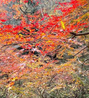 吊橋と紅葉🍁が綺麗でした❣️