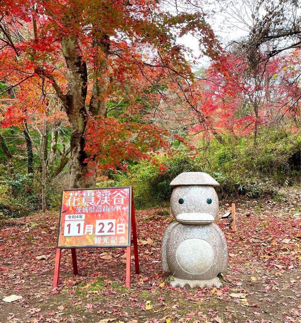 日本・茨城県「吊橋と滝と紅葉🍁を見に行きました。」の写真：吊橋と紅葉🍁が綺麗でした❣️