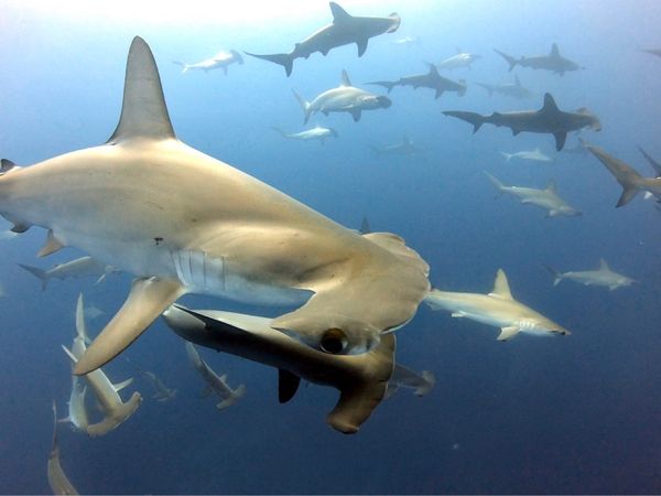 日本・静岡県「『神子元島』ダイビング」の写真