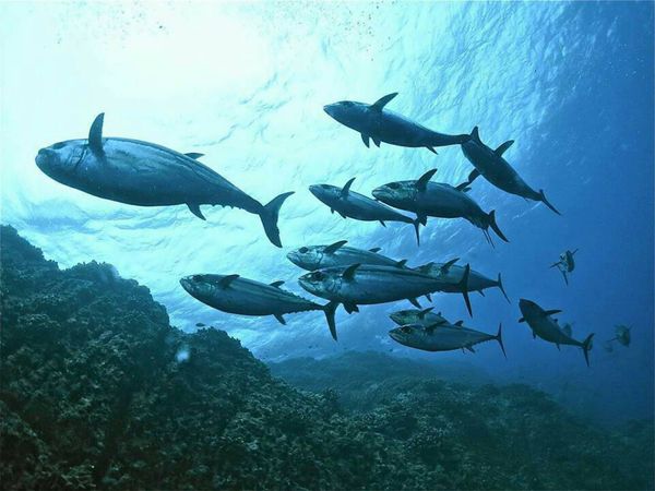 日本・沖縄県「『粟国島』ダイビング」の写真