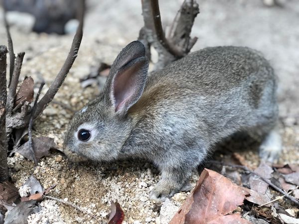 日本・広島県「『大久野島』ウサギ🐇」の写真