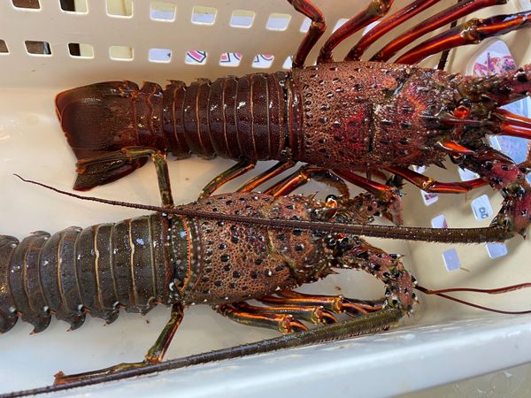 日本・千葉県「『千葉』くいだおれ！」の写真