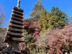 天園ハイキングコースを途中で降りて覚園寺に。ここの紅葉も素晴らしいのですが...