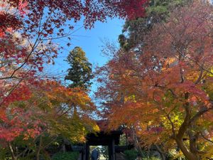 北鎌倉駅近くの円覚寺。ここは門前の紅葉が美しい。