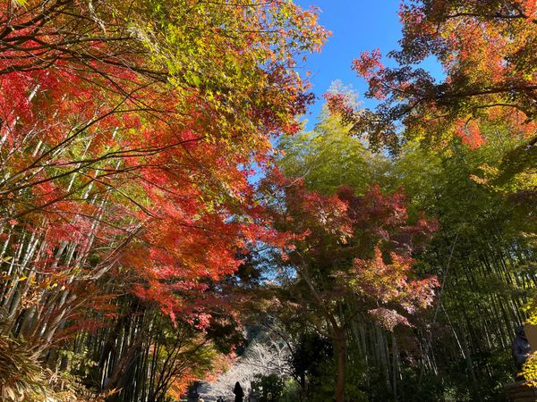 日本・鎌倉「いざ、鎌倉！2024年冬の陣」の写真