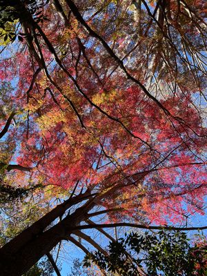 永福寺跡から再びハイキングコースに戻り、獅子舞谷の紅葉を見ました。