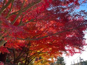 北鎌倉駅近くの円覚寺。ここは門前の紅葉が美しい。