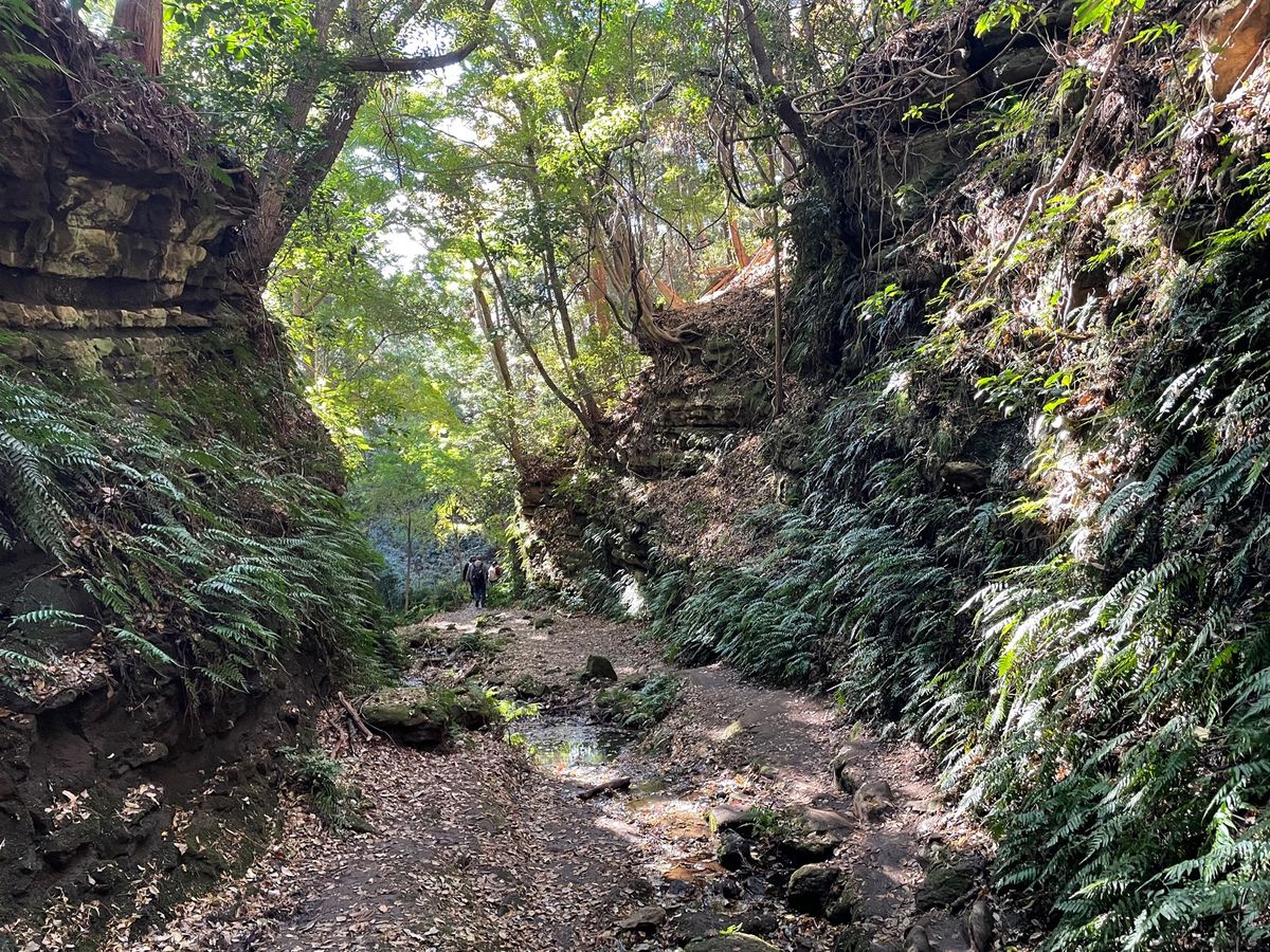 永福寺跡から再びハイキングコースに戻り、獅子舞谷の紅葉を見ました。