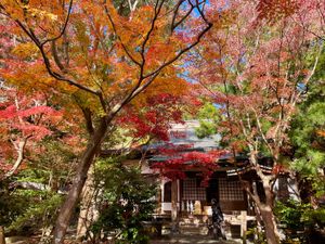 天園ハイキングコースを途中で降りて覚園寺に。ここの紅葉も素晴らしいのですが...