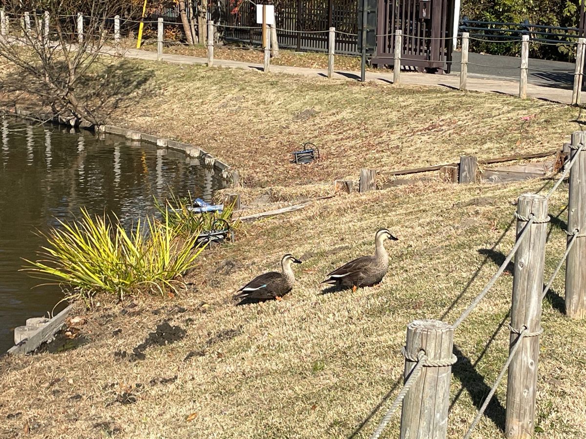 鎌倉宮近くの永福寺跡へ。池にはカルガモがいました。