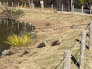 鎌倉宮近くの永福寺跡へ。池にはカルガモがいました。