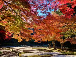 丸窓で有名な明月院。今は期間限定で裏庭も公開されていてここの紅葉が素晴らしい。