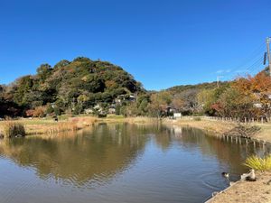 鎌倉宮近くの永福寺跡へ。池にはカルガモがいました。