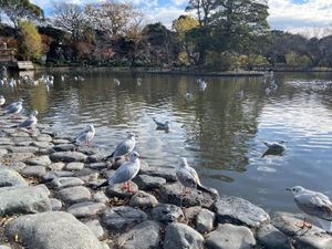 鎌倉といえばやっぱり鶴岡八幡宮は外せない。