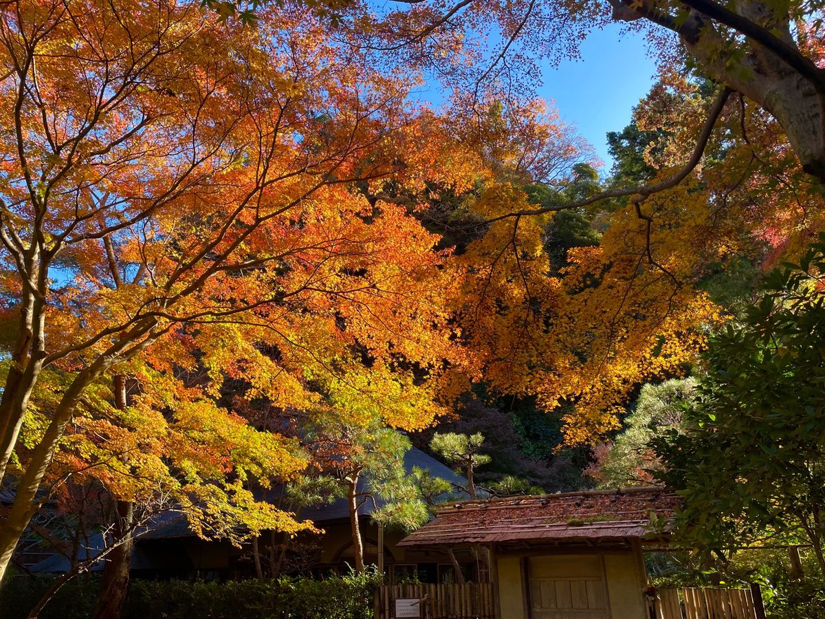 丸窓で有名な明月院。今は期間限定で裏庭も公開されていてここの紅葉が素晴らしい。
