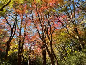 永福寺跡から再びハイキングコースに戻り、獅子舞谷の紅葉を見ました。