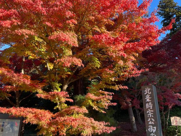 日本・鎌倉「いざ、鎌倉！2024年冬の陣」の写真：北鎌倉駅近くの円覚寺。ここは門前の紅葉が...