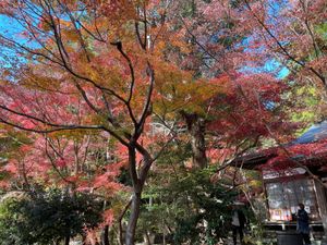 天園ハイキングコースを途中で降りて覚園寺に。ここの紅葉も素晴らしいのですが...