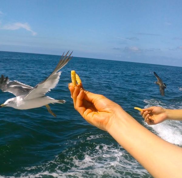 日本・新潟県「笹川流れでかっぱえびせんを食べるかもめ」の写真：かもめが手渡しのかっぱえびせんを食べました👍