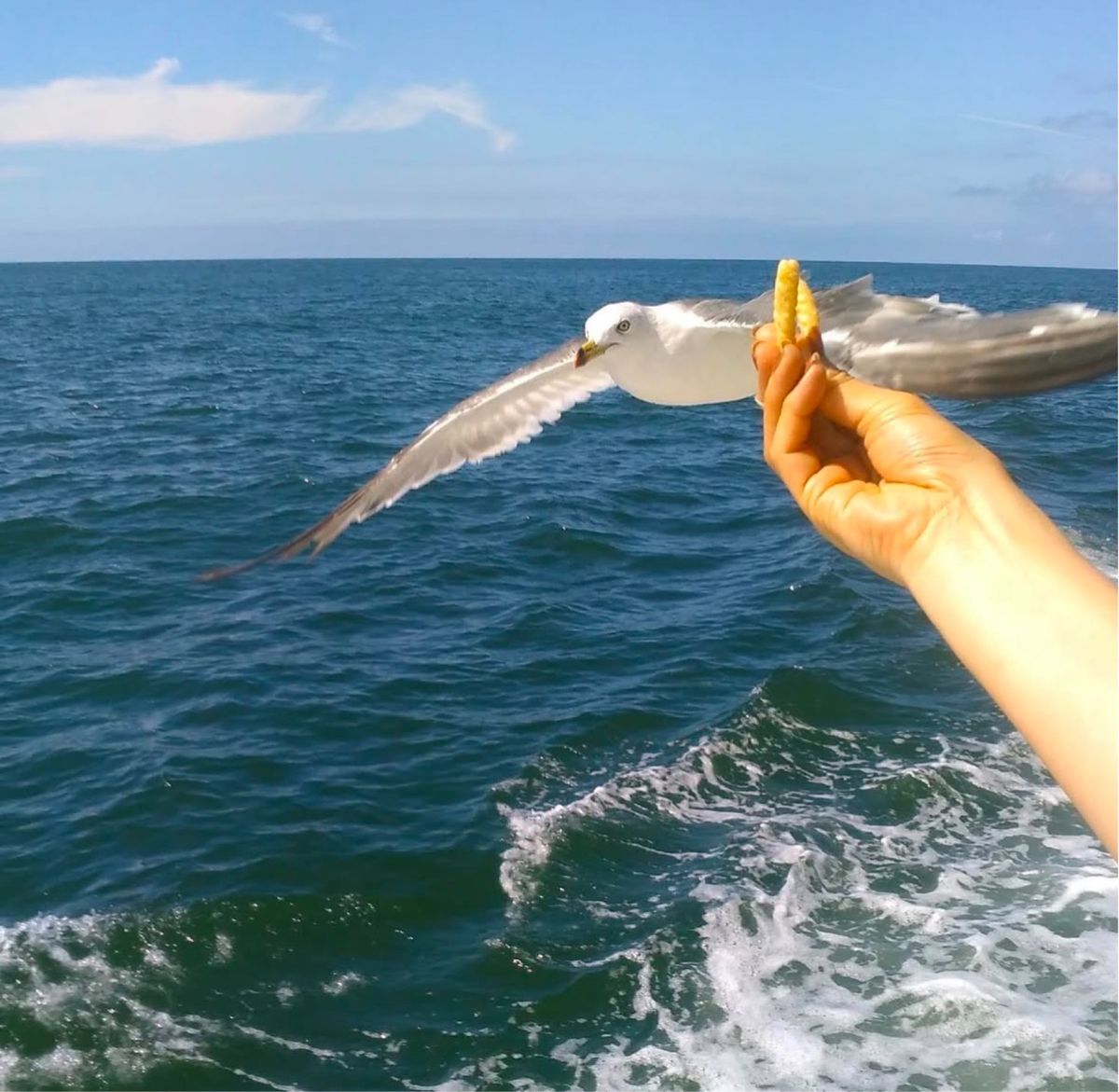 かもめが手渡しのかっぱえびせんを食べました👍
