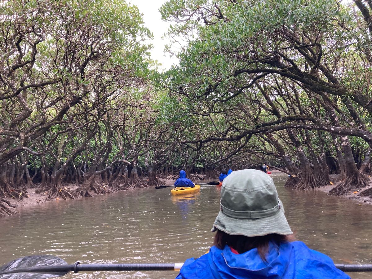奄美大島のマングローブカヌーをしてきました。ガイドさんの丁寧な説明とても良...
