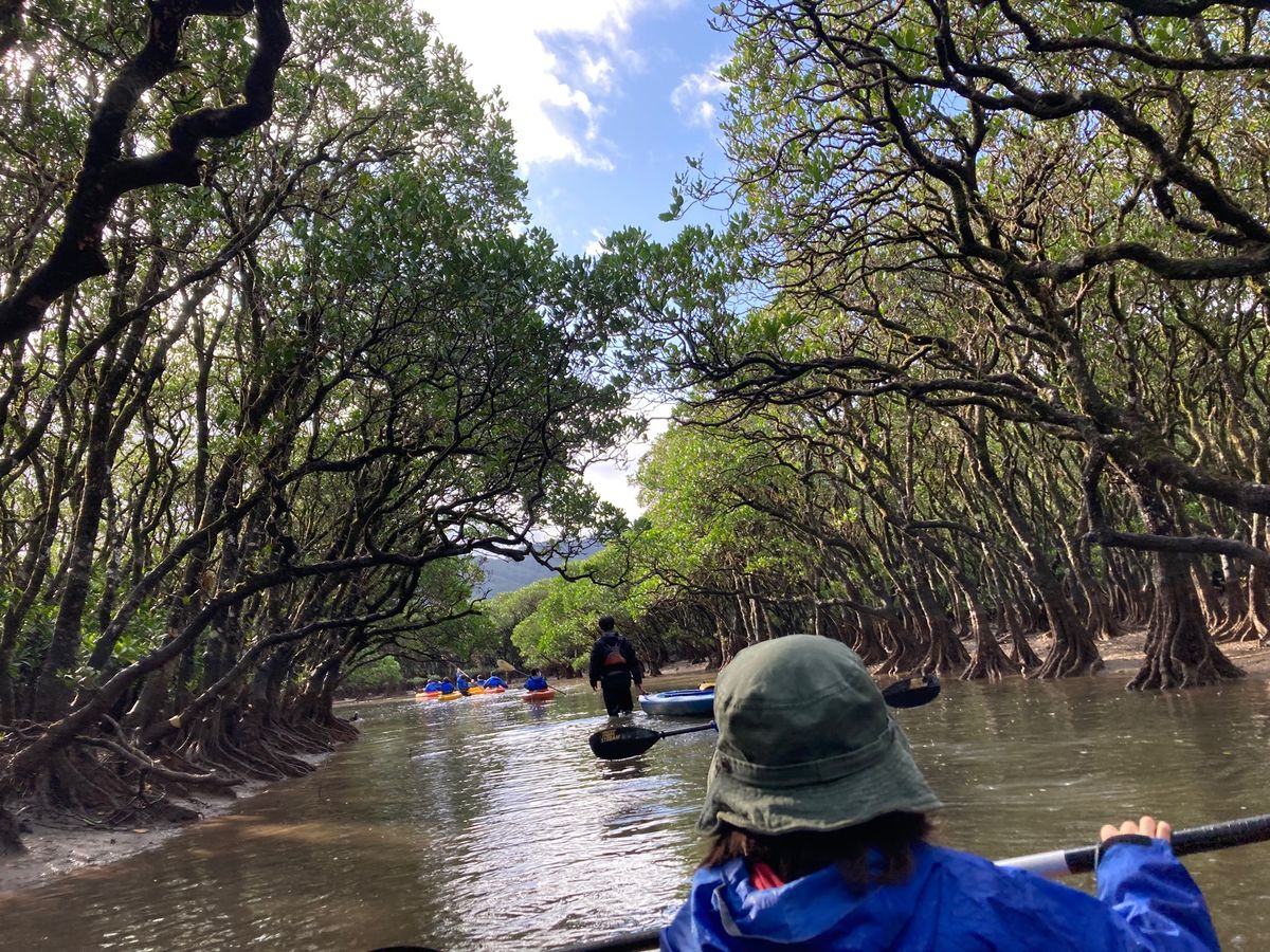 奄美大島のマングローブカヌーをしてきました。ガイドさんの丁寧な説明とても良...
