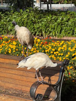 シドニー
●セント・メアリー大聖堂
●シドニータワー
●ハイドパークの鳥
...