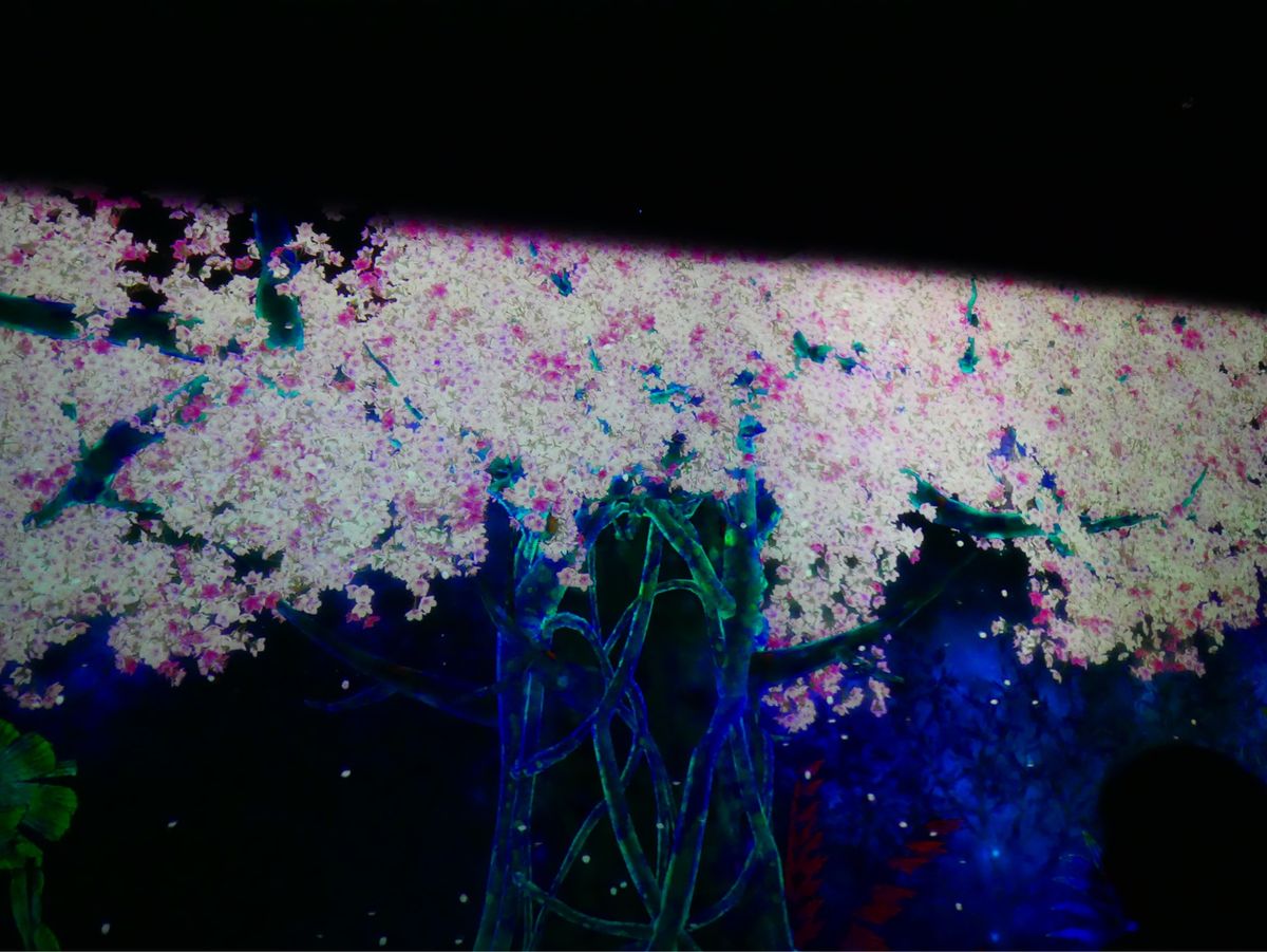 チームラボフォレスト 福岡 ①