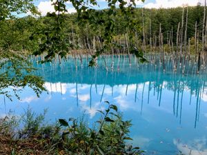 北海道美瑛町に白金青い池を見に行きました👍
この日は天気が良く、サイコーの...