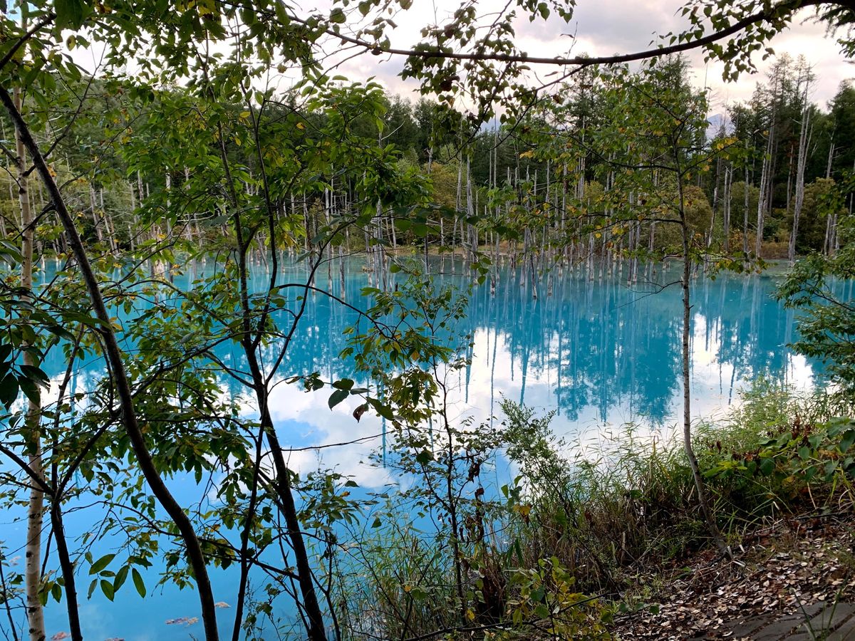 北海道美瑛町に白金青い池を見に行きました👍
この日は天気が良く、サイコーの...