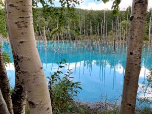 北海道美瑛町に白金青い池を見に行きました👍
この日は天気が良く、サイコーの...