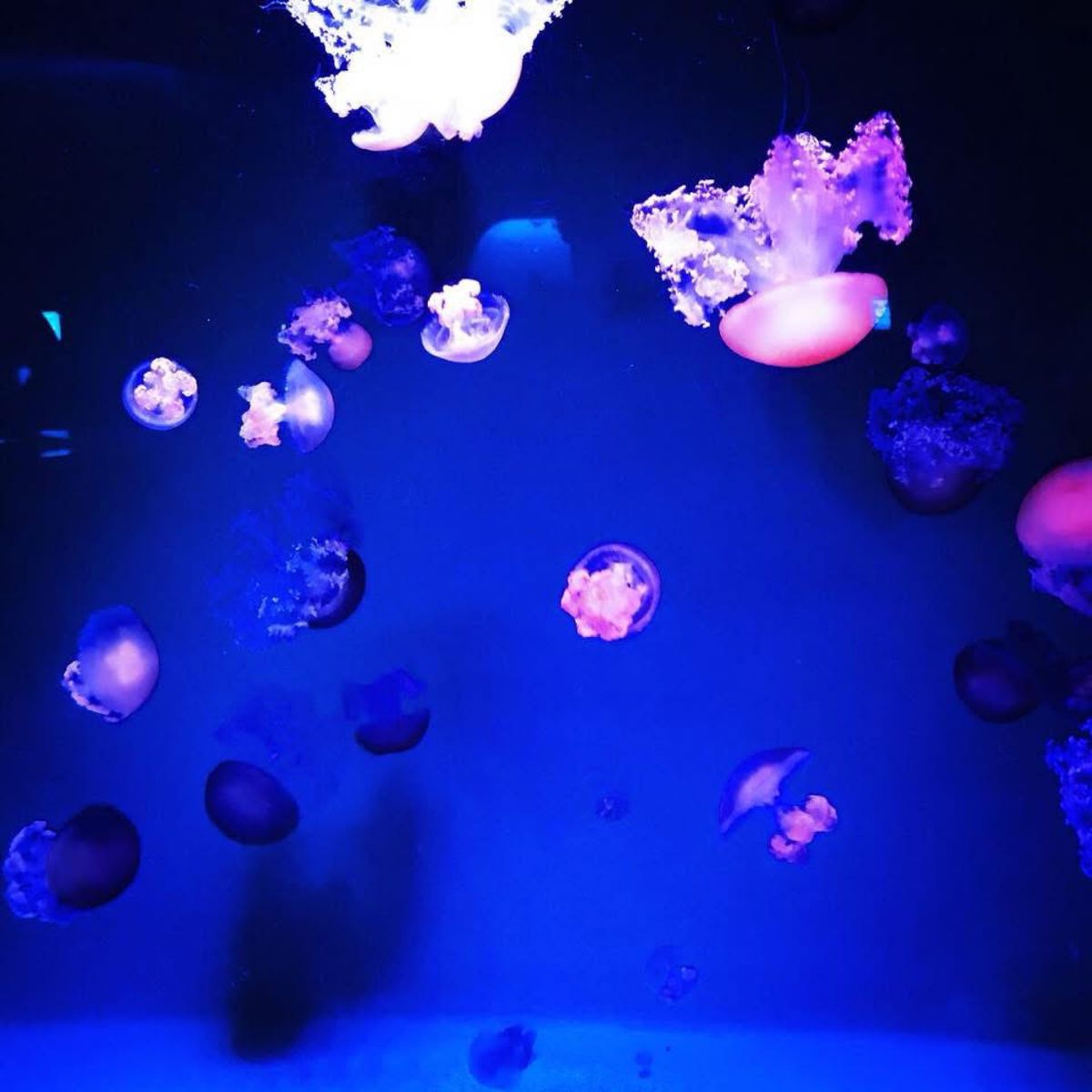 ドラマ『好きな人がいること』のロケ地になった、新江ノ島水族館🐟
好きなドラ...