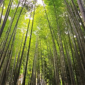 竹林が凄く印象的な報国寺