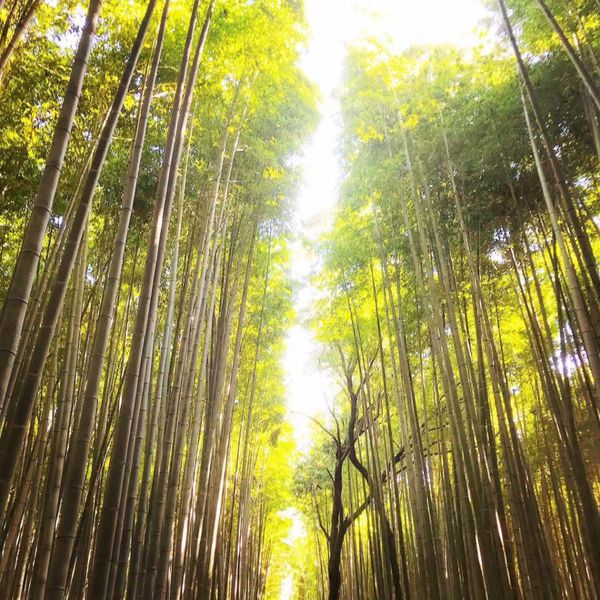 日本・京都府「推しの聖地巡礼古都京都府旅行」の写真：嵐山の竹林は凄く素敵な場所でした