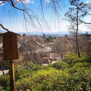 建物も庭も池も全てが魅力的な天龍寺