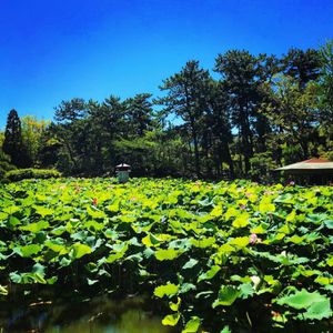 白山公園
ゆっくりのんびりできる雰囲気の公園でした