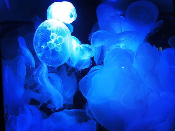 日本・新潟県「日本海満喫 新潟県の旅」の写真：マリンピア日本海
水族館ってやっぱり癒される