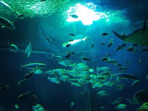 マリンピア日本海
水族館ってやっぱり癒される