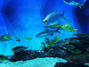 マリンピア日本海
水族館ってやっぱり癒される