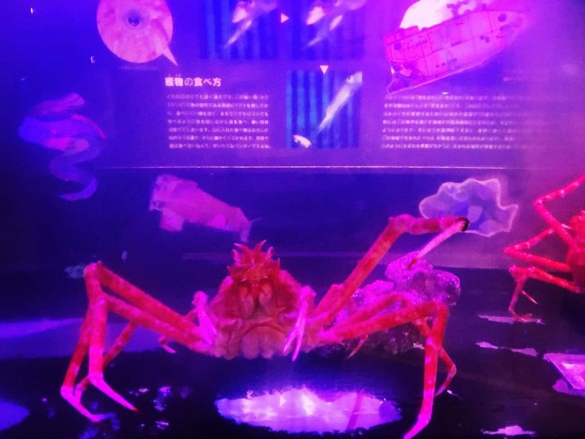 八戸市水産科学館マリエント
水族館っぽく水槽に魚🐟はいますがあくまで科学館です