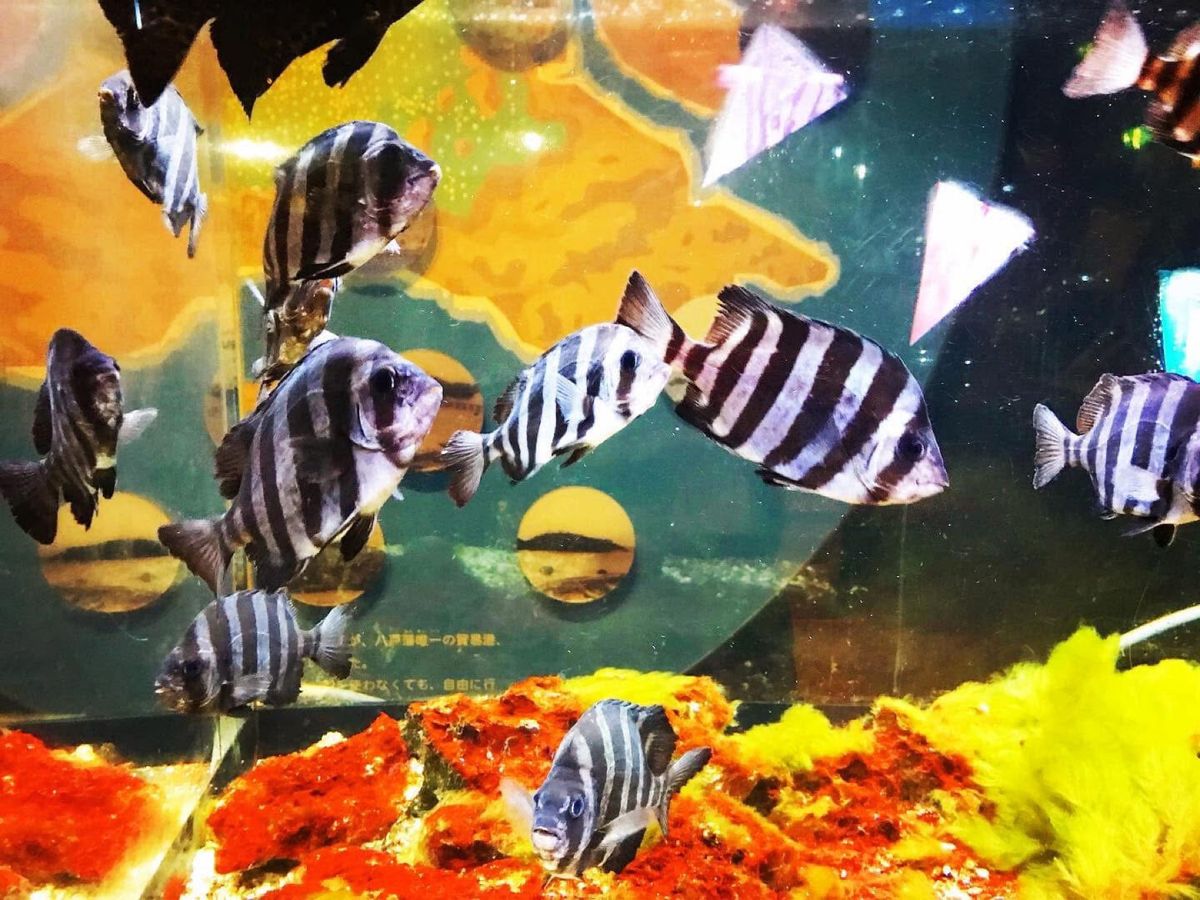 八戸市水産科学館マリエント
水族館っぽく水槽に魚🐟はいますがあくまで科学館です