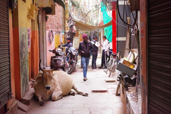 インド・Varanasi「India」の写真