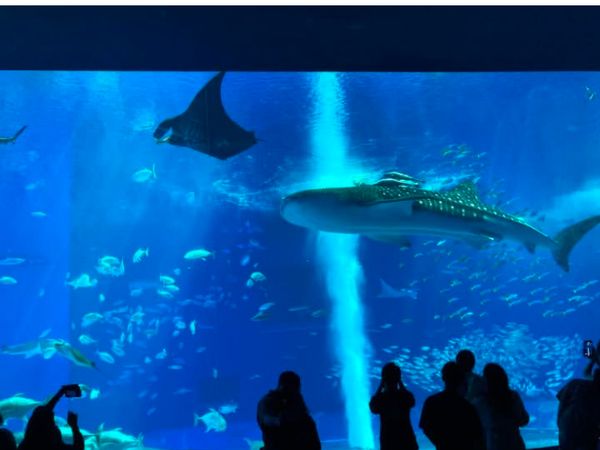 日本・沖縄県「春の沖縄🌸」の写真